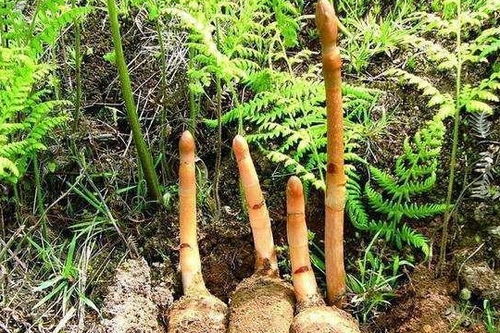 無根無葉的奇特野草：天麻，眾人皆知卻鮮為人見